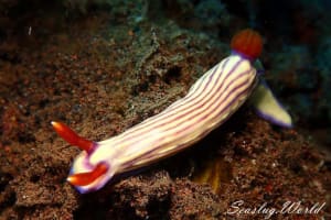 Hypselodoris whitei