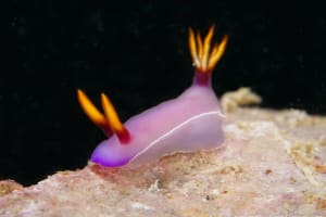 ヒュプセロドーリス・イバ Hypselodoris iba