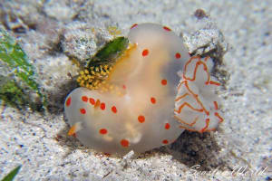 オオエラキヌハダウミウシ Gymnodoris ceylonica