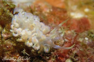 Phyllodesmium undulatum