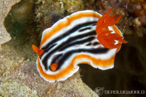 シライトウミウシ Chromodoris magnifica