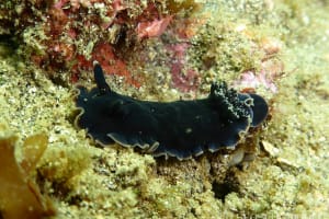 クロシタナシウミウシ Dendrodoris arborescens