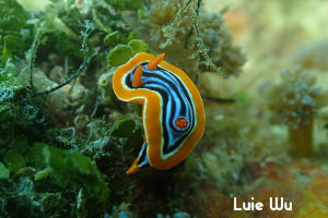 Chromodoris elisabethina