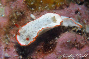 Diaphorodoris sp. 1