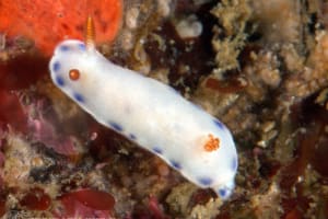 アオウミウシ属の一種 6 Hypselodoris sp. 6