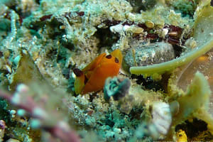 キイロウミコチョウ Siphopteron flavum