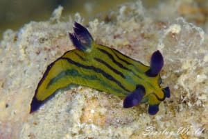 オオクチリュウグウウミウシ Tyrannodoris sp. 1