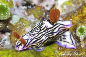 ソヨカゼイロウミウシ Hypselodoris zephyra