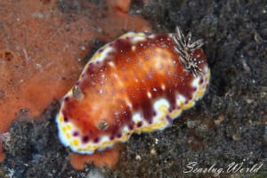 アカネコモンウミウシ Goniobranchus collingwoodi