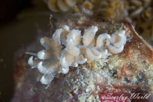 Phyllodesmium crypticum