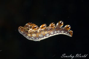 ヒオドシユビウミウシ Bornella anguilla