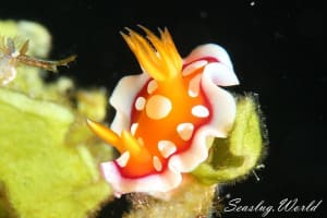 チギレユキイロウミウシ Hypselodoris babai