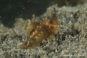 フジタウミウシ Polycera fujitai