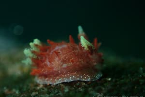 Okenia echinata