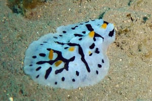 ババイボウミウシ Phyllidia babai