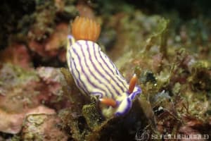 クチナシイロウミウシ Hypselodoris whitei