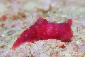 Gymnodoris sp.17