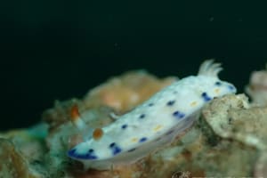 サガミイロウミウシ Hypselodoris sagamiensis