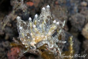 マトミノウミウシ Eubranchus ocellatus