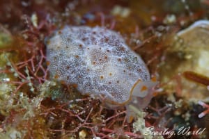 カメノコフシエラガイ Pleurobranchus peronii