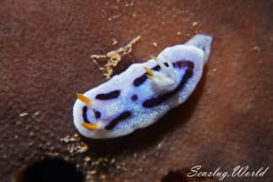 ダイアナウミウシ Chromodoris alcalai