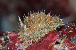 コヤナギウミウシ Janolus toyamensis