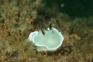 ジボガウミウシ Glossodoris misakinosibogae