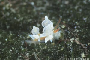 イナバミノウミウシ Eubranchus inabai