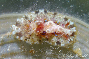 ミヤコウミウシ Dendrodoris krusensternii