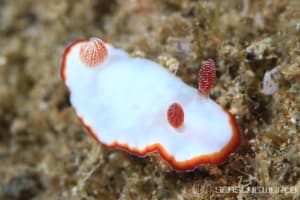 ミナミシラヒメウミウシ Goniobranchus verrieri