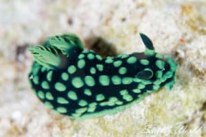 トサカリュウグウウミウシ Nembrotha cristata