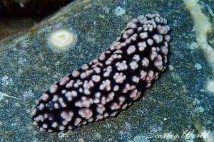 コイボウミウシ Phyllidiella pustulosa