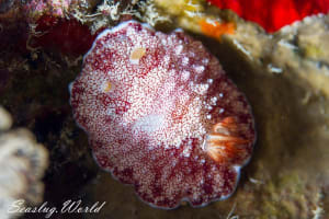 チリメンウミウシ Goniobranchus reticulatus