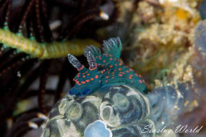 Nembrotha milleri