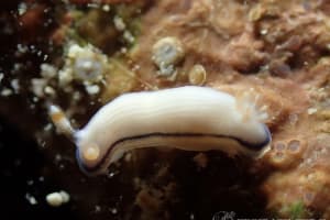 ヒュプセロドーリス・ピースイ Hypselodoris peasei