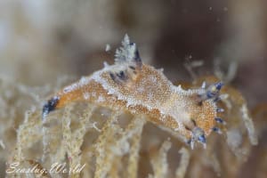 Polycera sp. 4