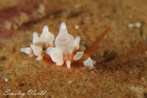 イナバミノウミウシ Eubranchus inabai