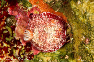 チリメンウミウシ Goniobranchus reticulatus