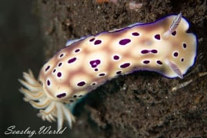 マダライロウミウシ Hypselodoris tryoni