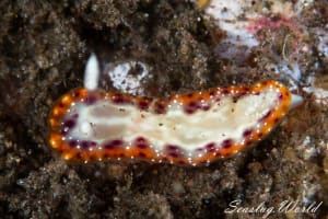 ニヨリセトイロウミウシ Goniobranchus decorus