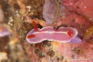 シモダイロウミウシ Hypselodoris shimodaensis