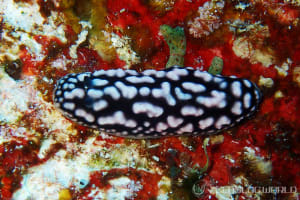 フィリディエラ・ストリアタ Phyllidiella striata