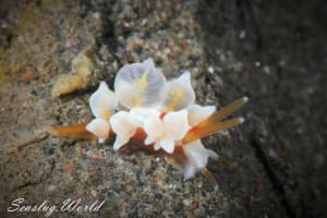 イナバミノウミウシ Eubranchus inabai