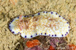 Goniobranchus rufomaculatus