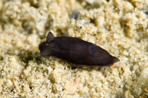 Gymnodoris nigricolor