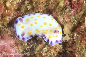 コモンウミウシ Goniobranchus aureopurpureus