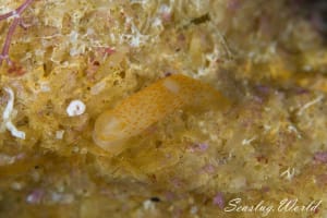 Gymnodoris spp.