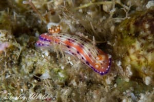 Hypselodoris bertschi