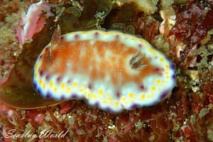 アカネコモンウミウシ Goniobranchus collingwoodi