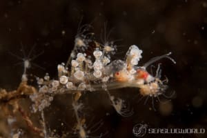 ミュヤ・ロンギコルニス Myja longicornis